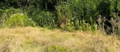 Gartenpflege – Sonne Baudienstleistung Heppenheim